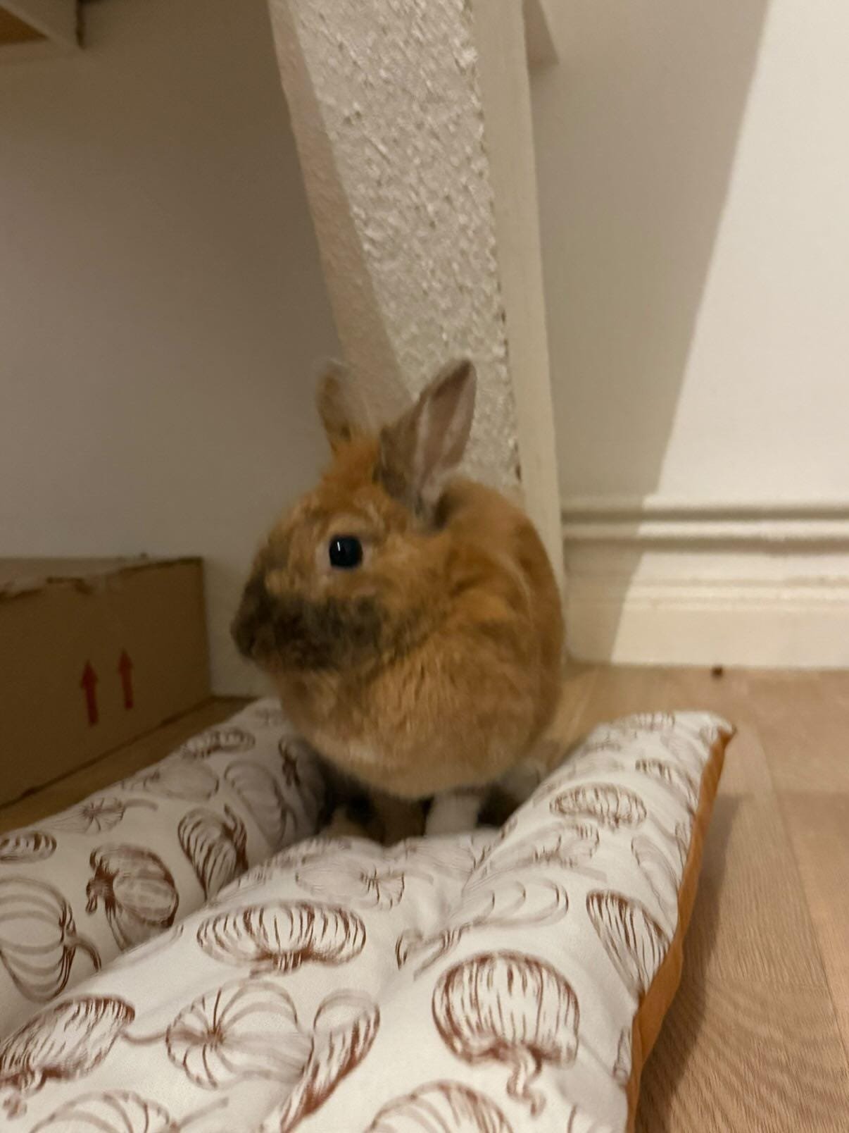 Coussin détente pour lapin double face été / hiver – Image 16