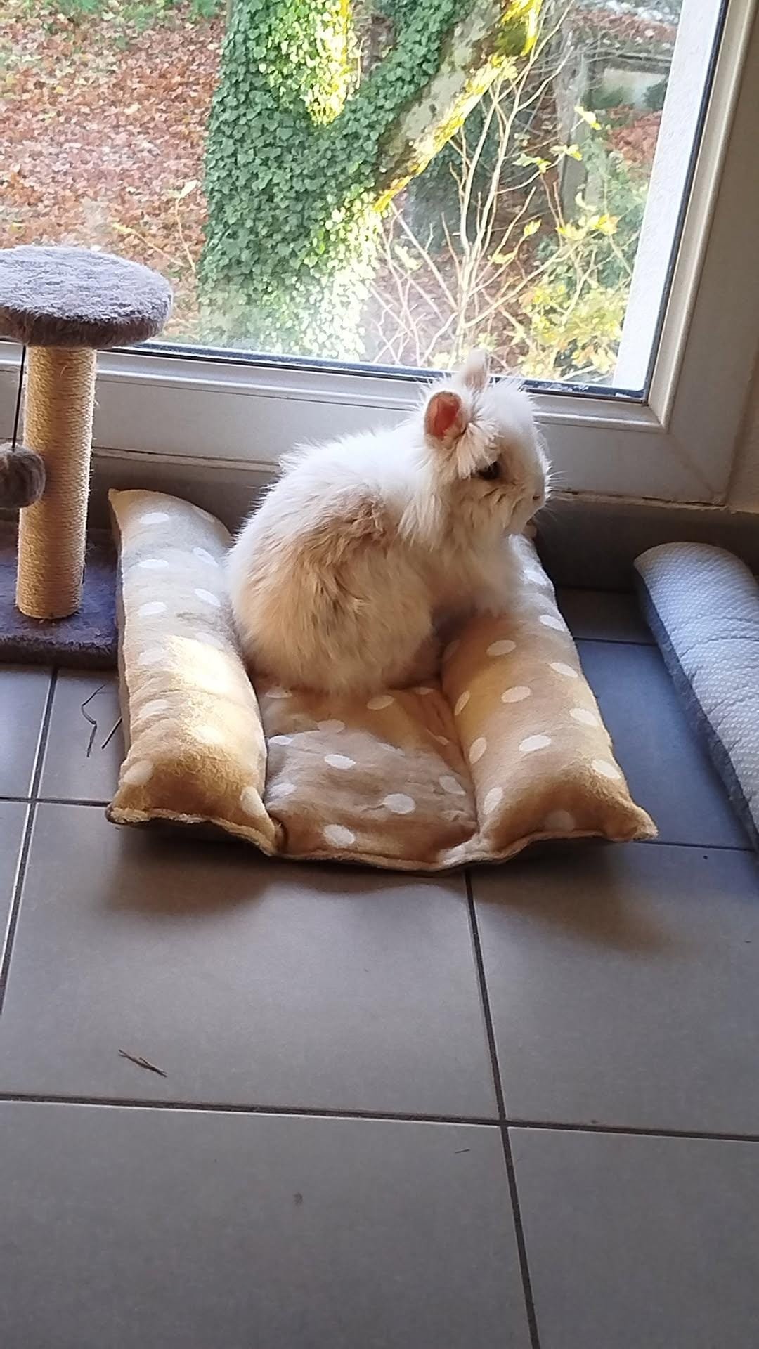 Coussin détente pour lapin double face été / hiver – Image 25