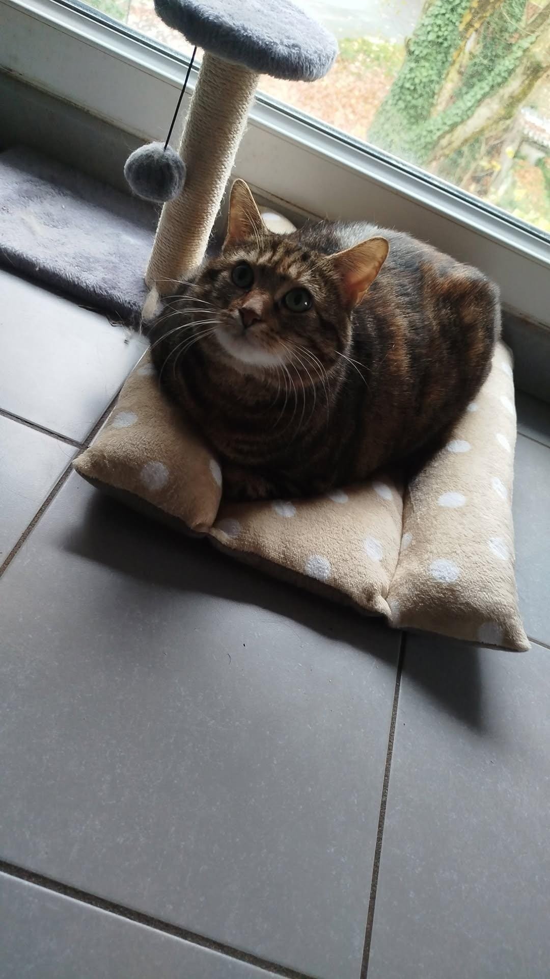 Coussin détente pour lapin double face été / hiver – Image 26