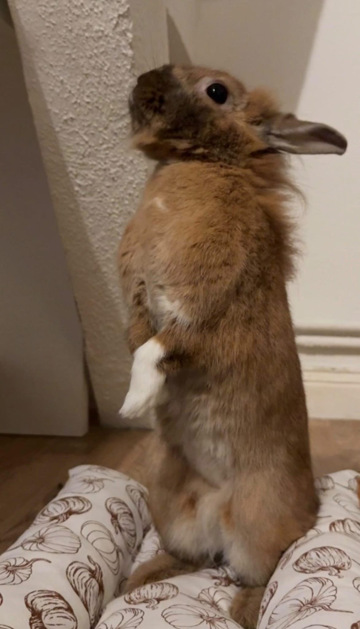 Coussin détente pour lapin double face été / hiver – Image 17