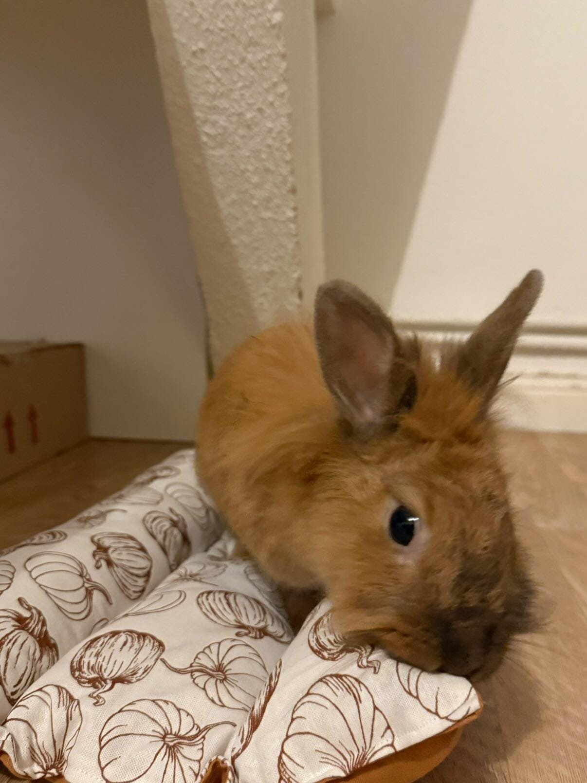 WhatsApp Image 2026-01-03 at 20.18.52 (3)