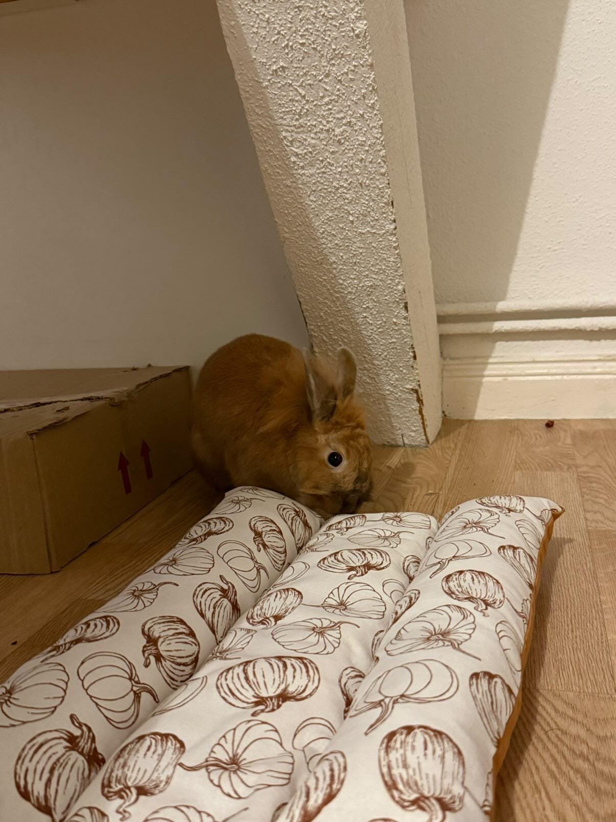 WhatsApp Image 2026-01-03 at 20.18.52 (5)